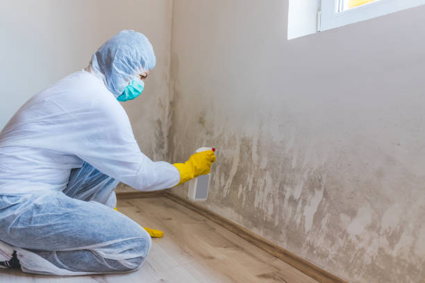 Licensed Basement Mold Remediation service in Kenilworth, NJ - WQB Mold Removal